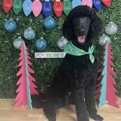 Goldendoodles F1B Hypoallergenic