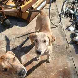 Free puppy