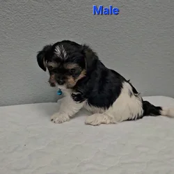 Teddy Bear Puppies