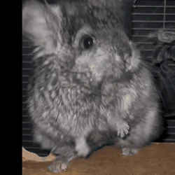 Young Ebony Male Angora Chinchilla