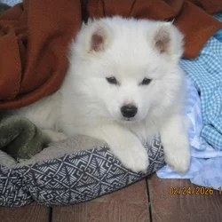 CKC American Eskimo Puppies