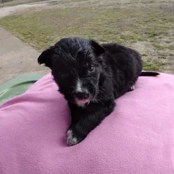 Border Collie/ Golden Retriever Mix male puppies