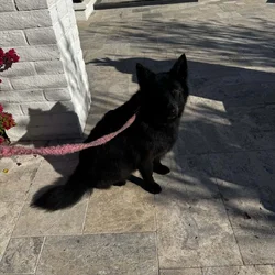 Black German shepherd (Zoe)