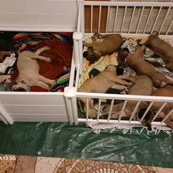 Purebred English Mastiffs for sell