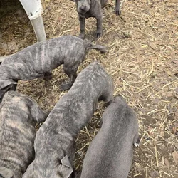 Beautiful Cane corso
