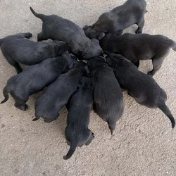 Cute black lab puppies