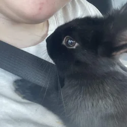 American rabbit for sale, comes with enclosure