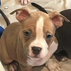 Female pocket bully puppy