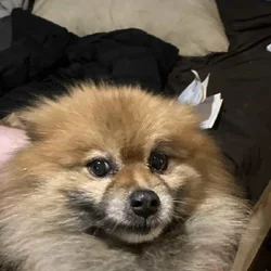 Sampson the Pomeranian needs a new home ASAP