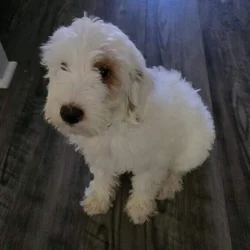 Miniature White Goldendoodle