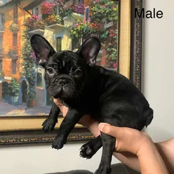 French Bulldog puppies