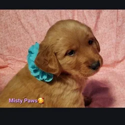 Golden retriever puppy
