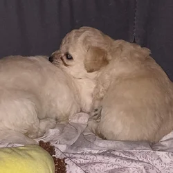 Cavachee Puppy's s (Chihuahua & Chavishon)