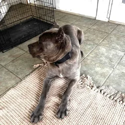 Female Cane Corso