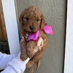 Min golden doodle puppies