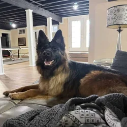 Purebred Champion German Shepherd