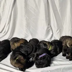 German Shepherd Puppies