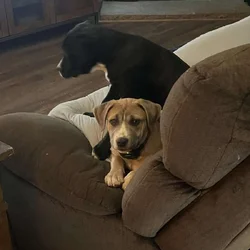 14 week old puppies