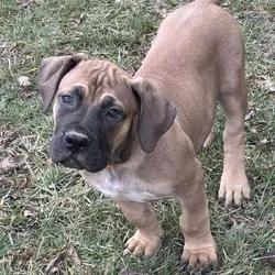 Boerboel puppies