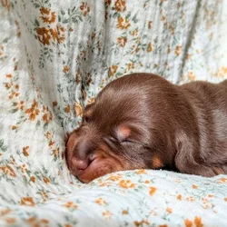 purebred dachshund pups