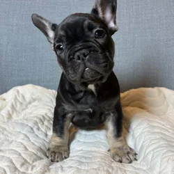 Black tri frenchie