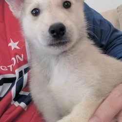 belgian malinois and eastern shepard mix