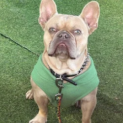 Hazel eye frenchie