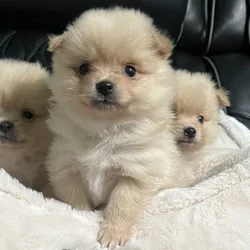 Pomeranian Puppies