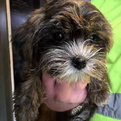Shorkie male and female puppies
