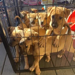 Boxer Black Mouth Cur Mix