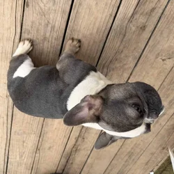 French bulldog