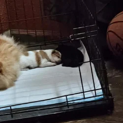 Pomeranian puppy