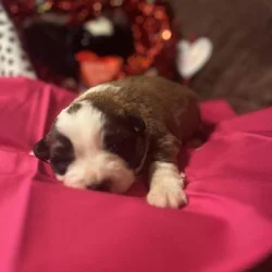 Australian Shepherd Puppies