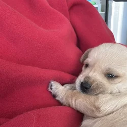 Morkie Puppy