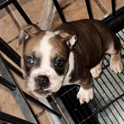 Ole English Bulldogge “blue ribbon”for sale