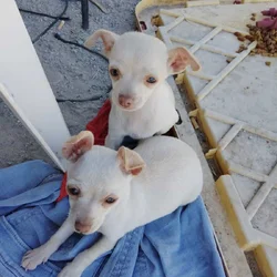 Two female Chihuahua puppies