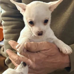 Chihia puppies