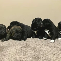 Pyrador Puppies!