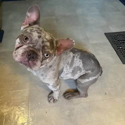 Frenchie Crazy💙