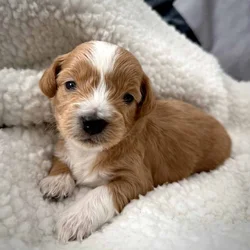 Shih-poo pups
