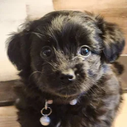 Sweet Shorkie-Poo Puppy Available – Florissant/Haz