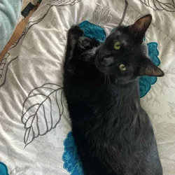 Very meek and sweet boy needs forever home