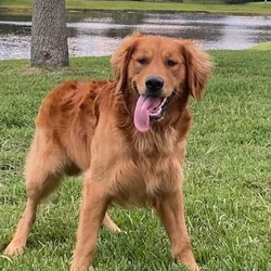 Gloden Retreiver Stud
