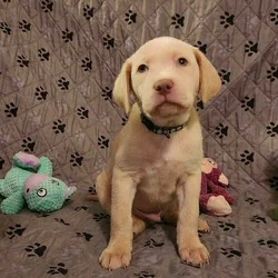 AKC Labrador Retrievers