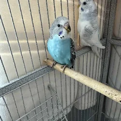 parakeets for sale