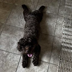 chocolate colored shih poo needs a home