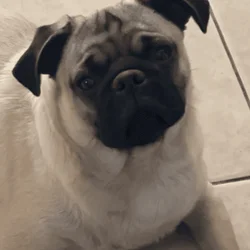 Pug Puppies