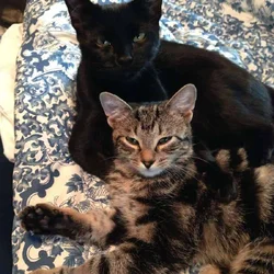 FREE Indoor Tabby Sisters