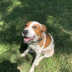 Beautiful Young Trained Girl
