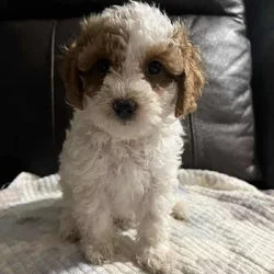 Poodle mix
